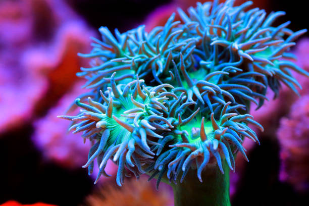 Big Green polyps of Duncan LPS coral - duncanopsammia axifuga stock photo