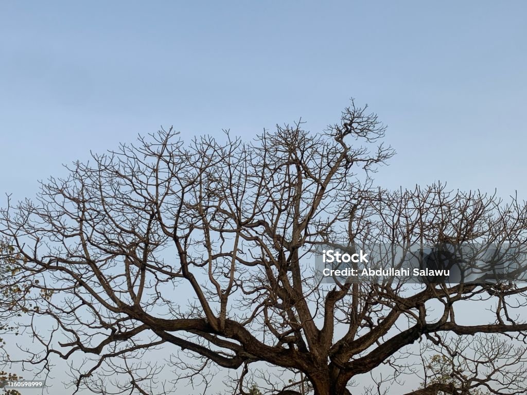 Simple Dry Trees Leafless Dry Tree Stock Photo - Download Image Now - Bare Tree, Beauty ...