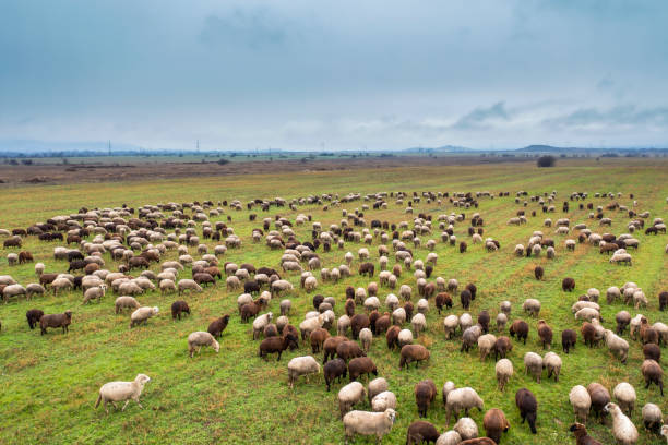 vista de ángulo alto del rebaño de ovejas pastando en el campo verde - flock of sheep fotografías e imágenes de stock