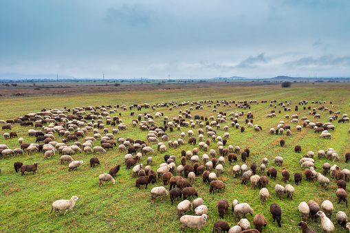 High Angle View Of Flock Of Sheep Grazing In Green Field