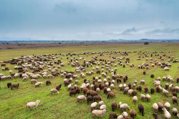 High angle view of flock of sheep grazing in green field