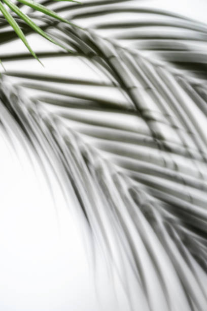 Leaf shadow on white wall blurred background or template. Abstract neutral nature concept. Copy space
