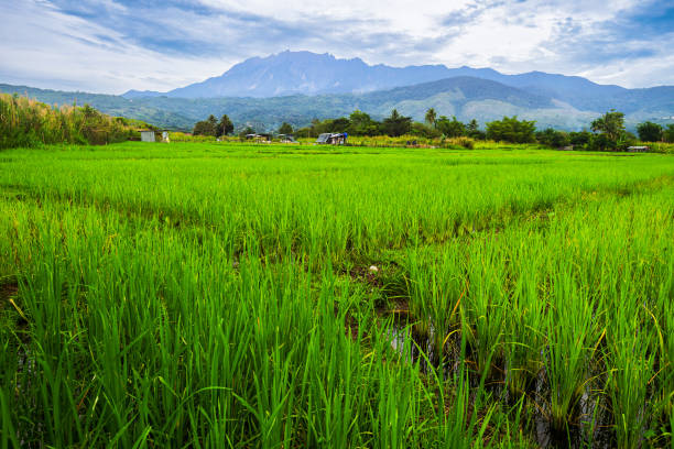 Beautiful view of paddy fields on a cloudy morning with hills and Mount Kinabalu in the background stock photo