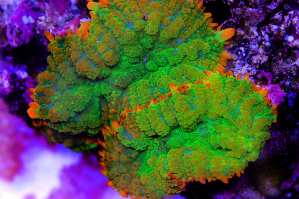 incroyable rhodactis coloré muschroom corail mou en gros plan photographie sous-marine - aquaristik photos et images de collection