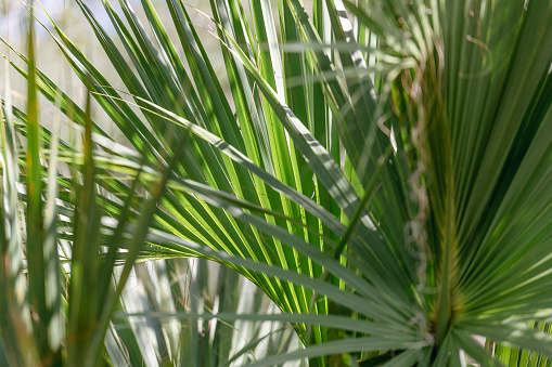 Saw Palmetto grows in the marshes of Georgia on a sunny day. Green background.