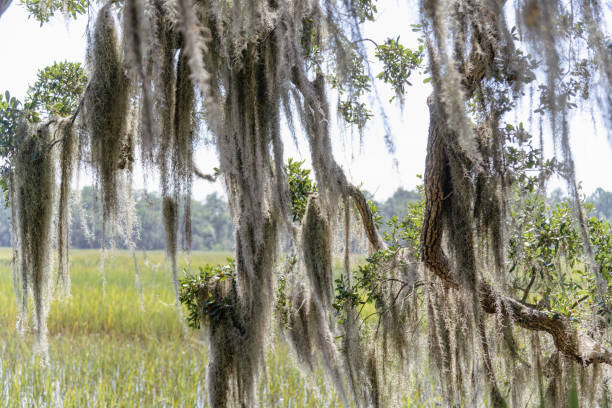 árbol con musgo español - cypress swamp fotografías e imágenes de stock