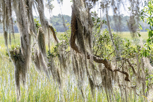 Spanish moss hanging off tree branches on a beautiful sunny day near Savannah in Georgia.
