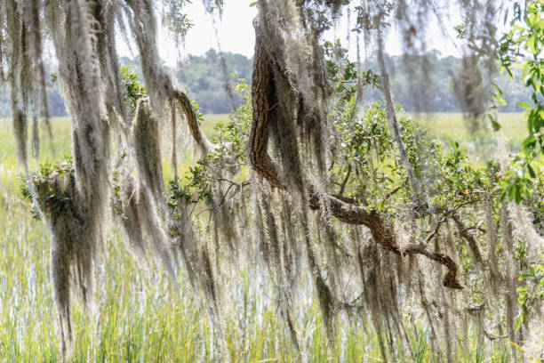 Spanish moss on a tree Spanish moss hanging off tree branches on a beautiful sunny day near Savannah in Georgia. hanging moss stock pictures, royalty-free photos & images