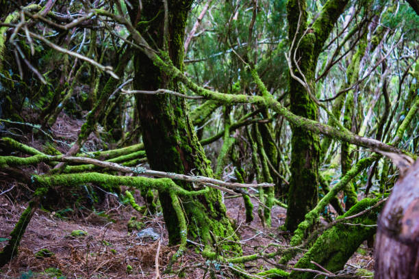 istock Laurissilva. Laurel ancient florest in Madeira island 1360604807
