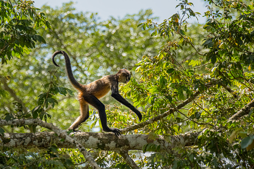 Names: Geoffroy's spider monkey, black-handed spider monkey