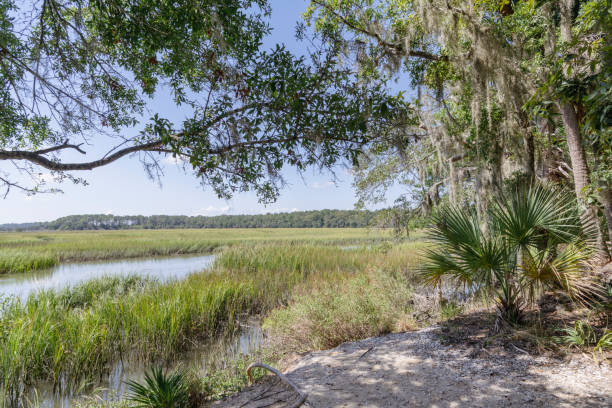 istock The Swamps of Savannah 1360604894