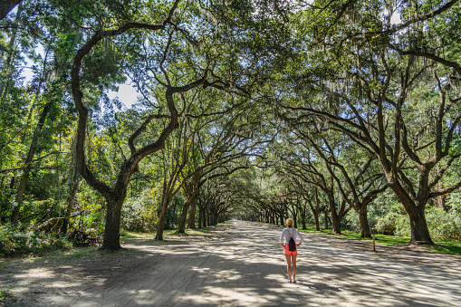 Lonely tourist on the beginning of the long road with canopy of old live oak trees draped in Spanish moss on a sunny day.
