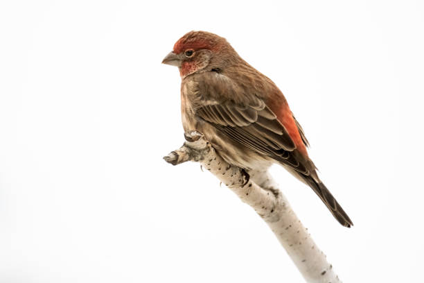 Red and brown songbird stock photo