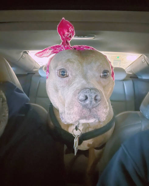 Dog looking out of rear window of a car