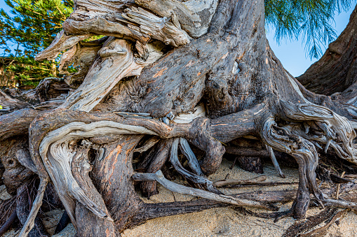 The gnarled roots of a pine tree on Sunset Beach on Oahu, Hawaii