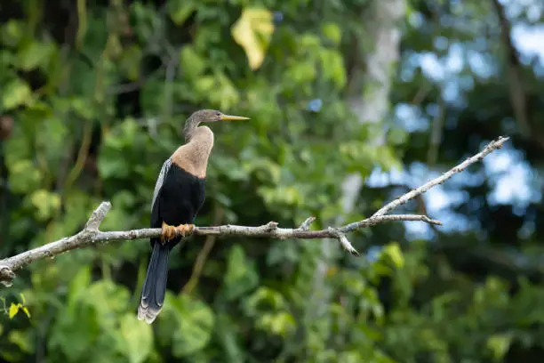 Names: American Darter, Snakebird, Darter, Water Turkey
Scientific name: Anhinga anhinga
Country: Costa Rica
Location: Tortuguero National Park