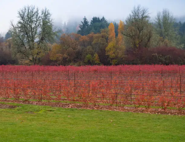 Photo of Field with Blueberry Bushes with Flaming Red Foliage in the Fall with Forest and Changing Leaves in the Background