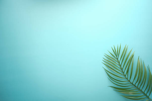 istock Tropical background i with palm leaf and green color 1360613563