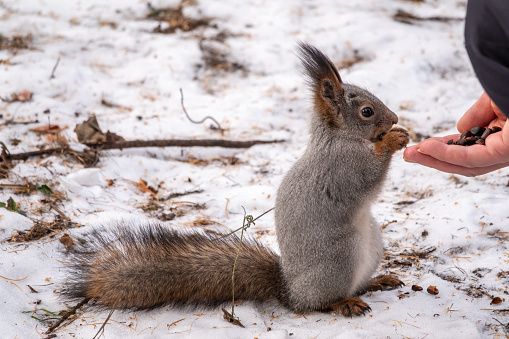 Squirrel eats nut from a man's hand in winter. Eurasian red squirrel, Sciurus vulgaris