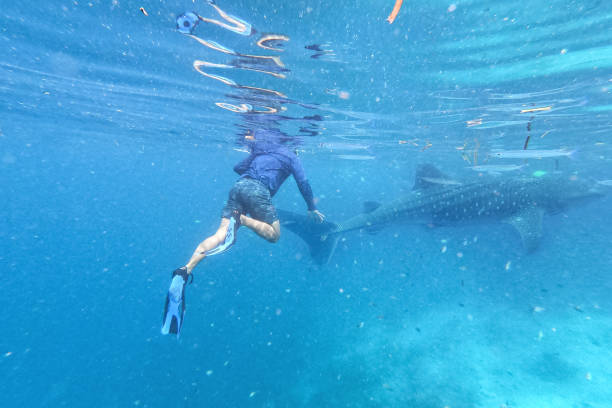 The whale shark, largest fish in the sea. Rhincodon typus