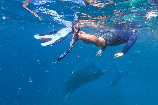 istock Pro surfer free diving with a Manta Ray 1360620689