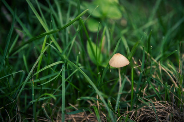 piccoli funghi nella foresta. sfondo della pianta. - moss fungus macro toadstool foto e immagini stock