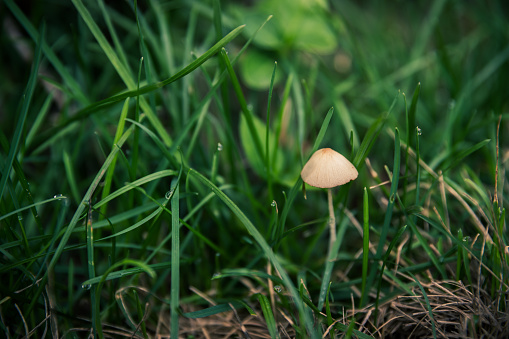 Small mushrooms in the forest. Plant background.