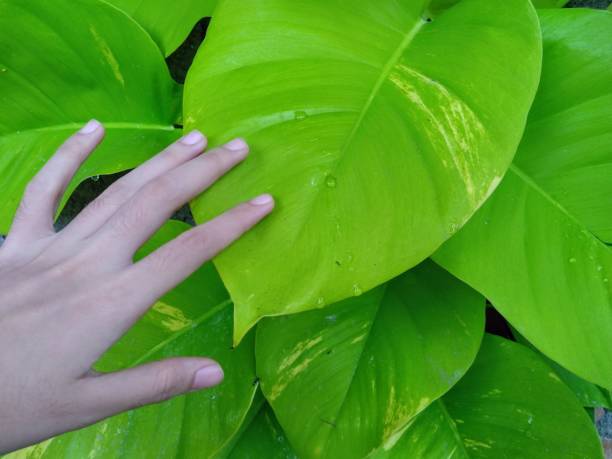 istock ornamental plants grown in the yard 1360623059