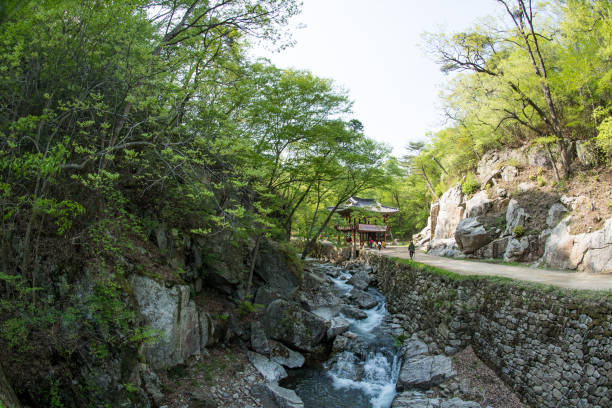 istock The path to Suncheon Seonamsa Temple with clear water 1360624624