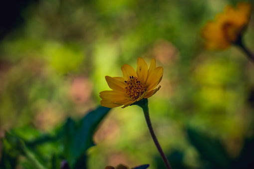 Beautiful closeup of single Helianthus Occidentalis (Mexican sunflower) flower