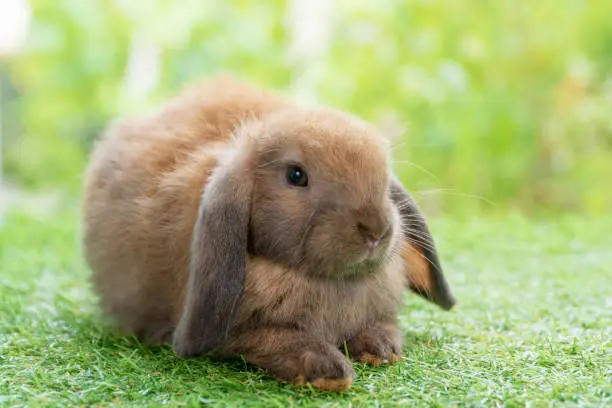 Adorable fluffy baby bunny rabbit brown sitting on green grass over natural background. Furry cute wild-animal single at outdoor. Easter animal concept.