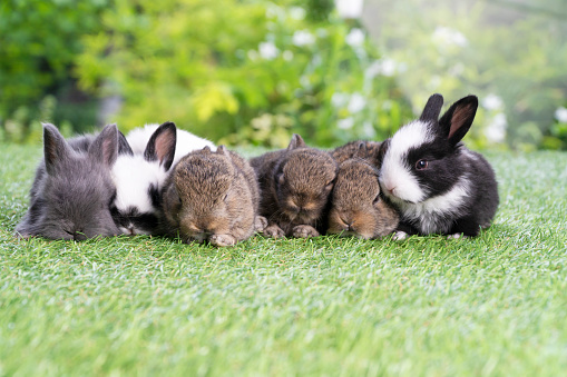 Grupo de seis conejo peludos de peluche acostados duermen juntos en hierba verde sobre fondo natural. Conejos bebés de la familia sentados juntos en el césped. Concepto familiar de conejito recién nacido de Pascua. photo