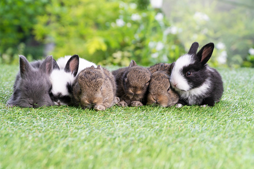 Group of six cuddly furry rabbit bunny lying down sleep together on green grass over natural background. Family baby rabbits sitting togetherness on lawn. Easter newborn bunny family concept.