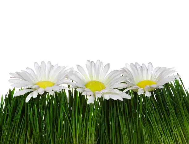 Three Flowers on the Grass on the White Background Closeup