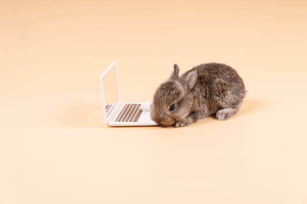 istock Adorable furry baby rabbit bunny grey with laptop while sitting over isolated pastel background. Newborn bunny study information online with small pc with copy space. Animal education concept. 1360627849