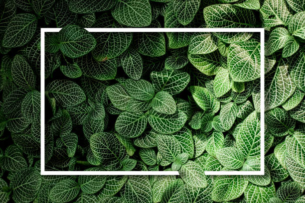 istock tropical green leaves with white paper note frame 1360628899