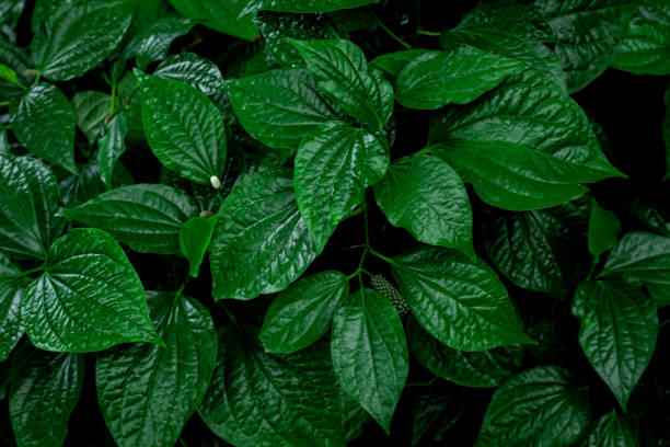 istock Full Frame of Green Leaves Pattern Background 1360629611