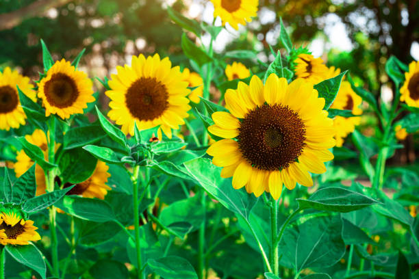 istock Sunflower on a sunny day with a natural background 1360630306