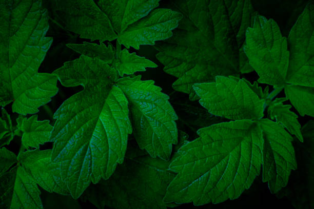 istock Full Frame of Green Leaves Pattern Background 1360630465