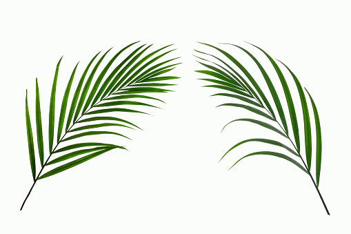 leaves of coconut palm tree isolated on white background