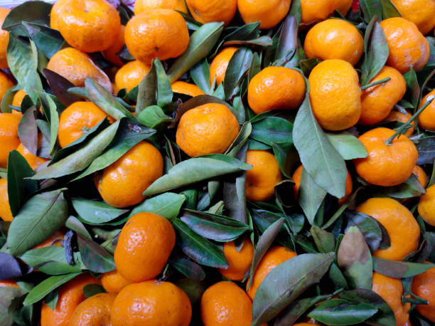 istock Collection of fresh oranges with green lime leaves 1360630594