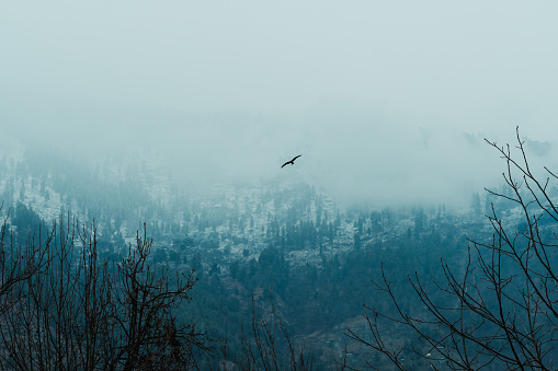 Closeup shot of Raven flying above tree in front of the snow covered mountains at Manali in Himachal Pradesh, India