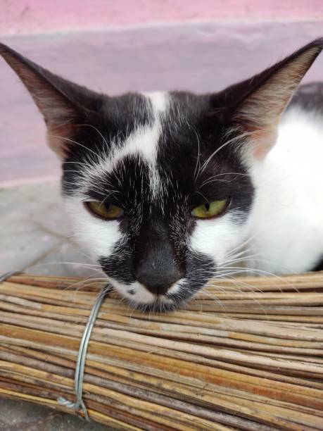 Black and white cat with sleepy eyes