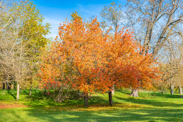 秋の美しい木 - maple wood ストックフォトと画像