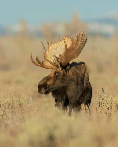 Bull Moose stock photo