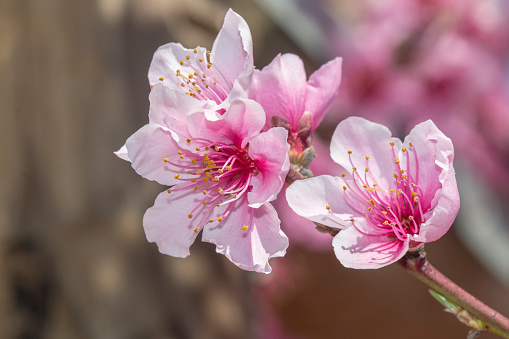 Peach tree orchard in full bloom, closeup of the beautiful pink flowers