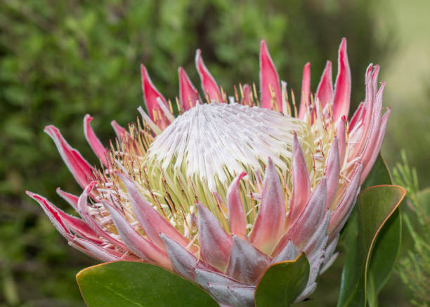 istock Protea cynaroides, also called the king protea closeup 1360641076