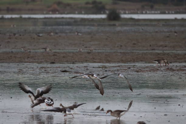 istock Goose. Duck. Ansares. Wetland. Wild life 1360644829