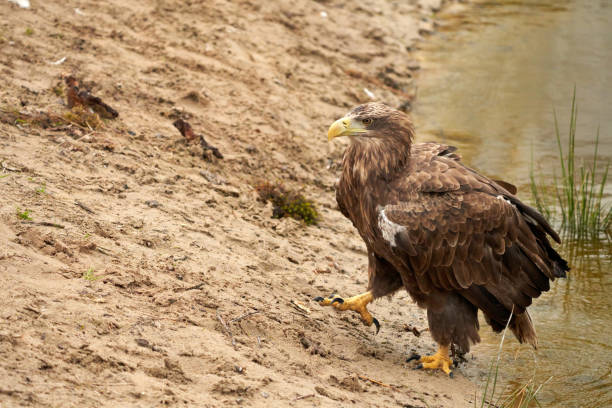 istock A hunting bald eagle walks with large strides over the sand to the water. Sharp nails in the claws. Detailed, yellow beak brown feathers 1360648076