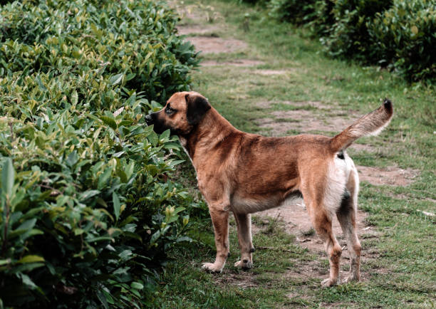 беспородная рыжая собака гуляет в парке среди зелени. - tyke стоковые фото и изображения